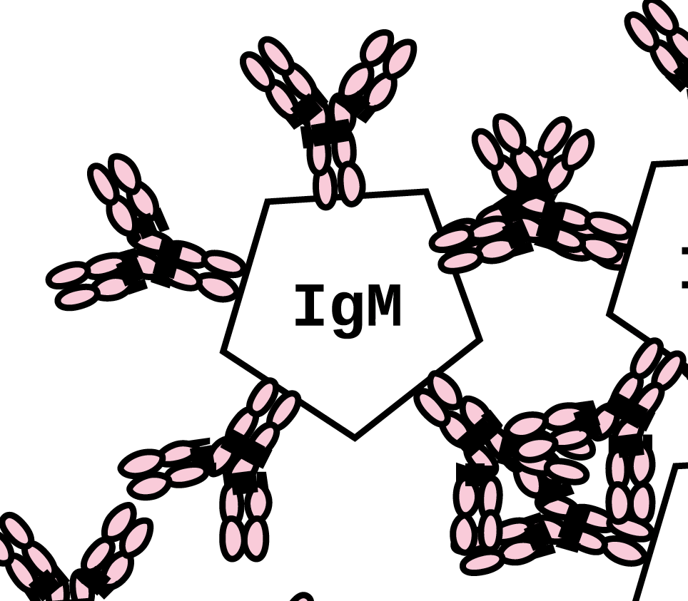 single antibody