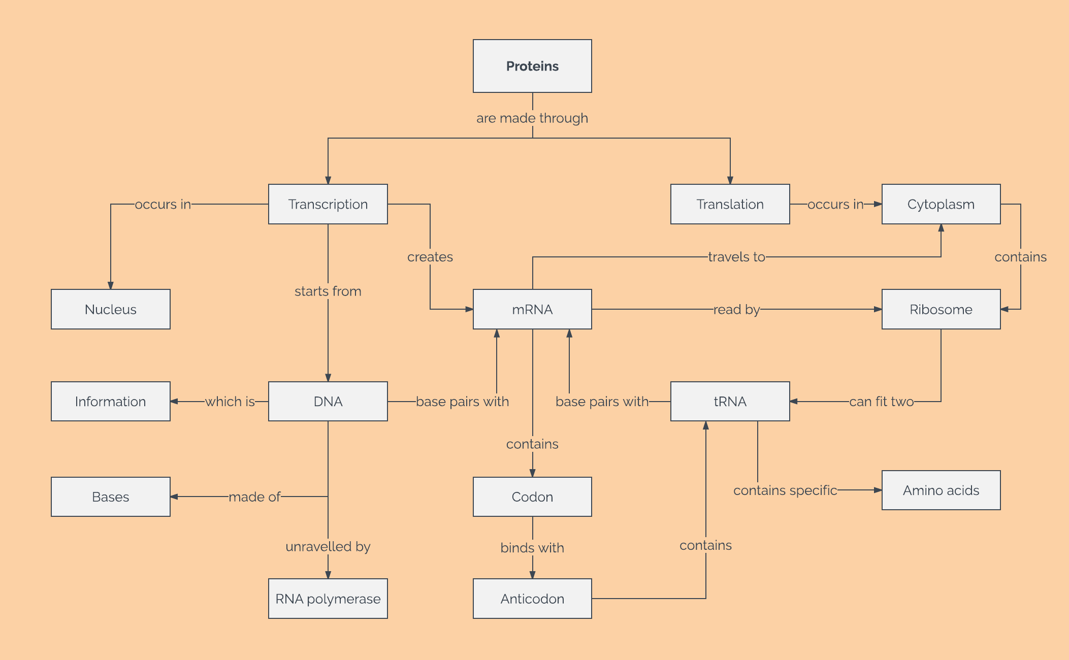 photosynthesis flowchart about Concept  and  2 Templates Lucidchart Map   Examples Page